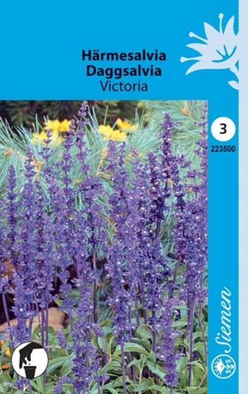 Härmesalvia
